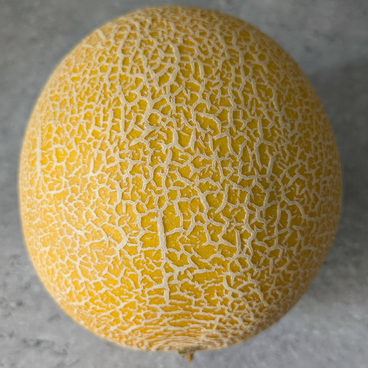 Galia Melon